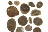 Clearance Lot: Mazon Creek Fossil Nodules - Pieces #252457-1